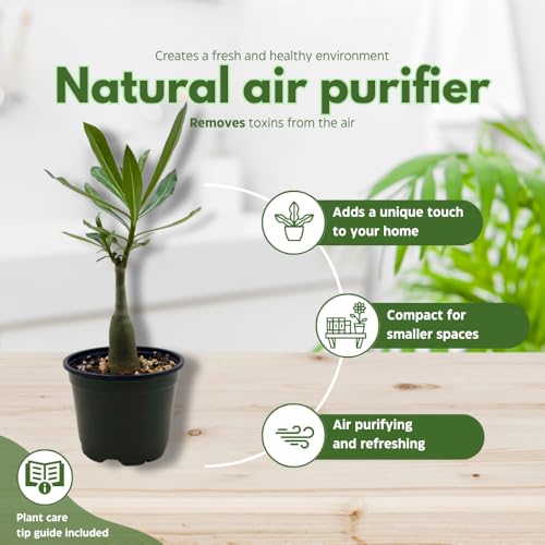 BubbleBlooms Desert Rose Medusa in a 4 inch Pot Extremely Rare Flower