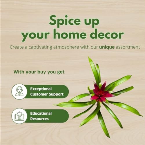 BubbleBlooms Red Bromeliad in a 4 inch Pot Guzmania monostachia