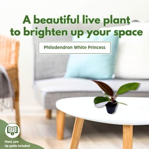 BubbleBlooms Philodendron White Princess, Philodendron Erubescens Hybrid in 2 inch Pot