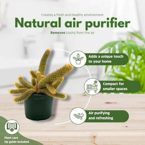 BubbleBlooms Lady Finger Cactus Copper King in a 6 inch Pot Mammillaria Elongata, Kopper Lady Fingers