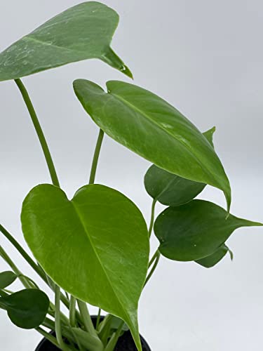 BubbleBlooms Monstera Deliciosa Split Leaf philodendron in a 4 inch Pot
