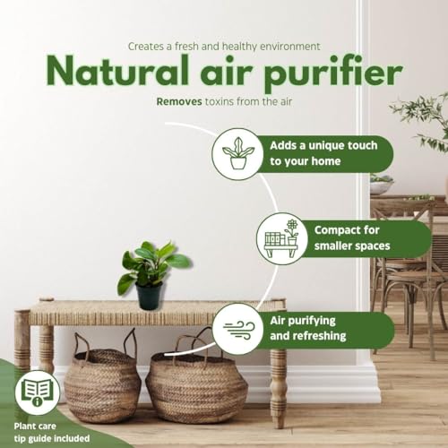 BubbleBlooms Peperomia Obtusifolia Green Marble Plant in a 4 inch Pot Rubber Spoonleaf