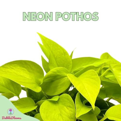 BubbleBlooms Neon Pothos in a 6 inch Pot Devil's Ivy, Hunter's Rove