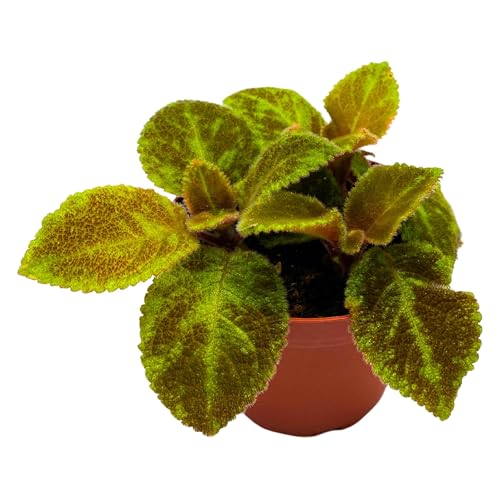 house plant with velvet leaves Harmony Foliage Episcia Green Emerald Velvet Flame Violet 4 inch – Florida House Plants