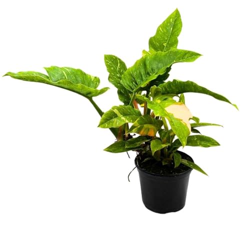 BubbleBlooms Philodendron Ring of Fire 6 inch Henderson's Pride Rare Variegated Philo Indoor Houseplant