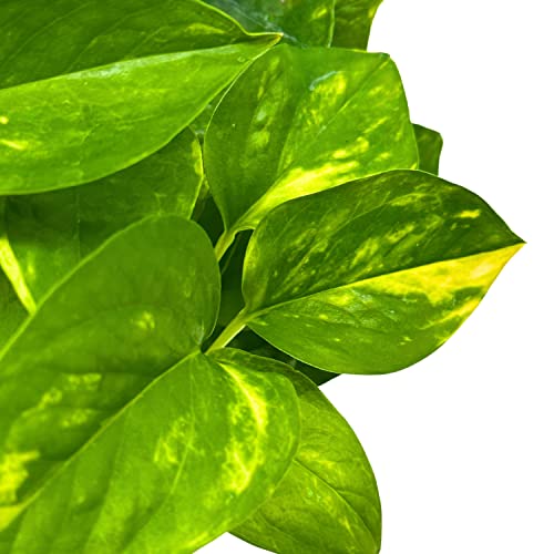 BubbleBlooms Devil's Ivy Golden Pothos in a 4 inch Pot Epipremnum Pinnatum Aureum