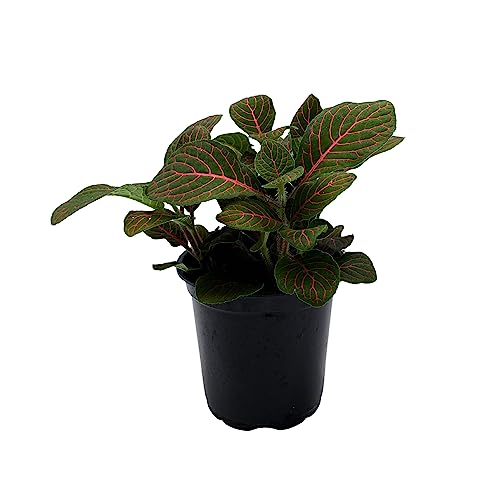 BubbleBlooms Red Nerve Plant, Fittonia Verschaffeltii, Ruby Red Mosaic Plant in a 4 inch Pot