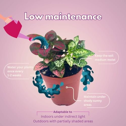 BubbleBlooms Tricolor Hypoestes phyllostachya 2 inch Set of 3 Flamingo Polka Dot Plant Red White and Pink Tiny Mini Pixie Plants