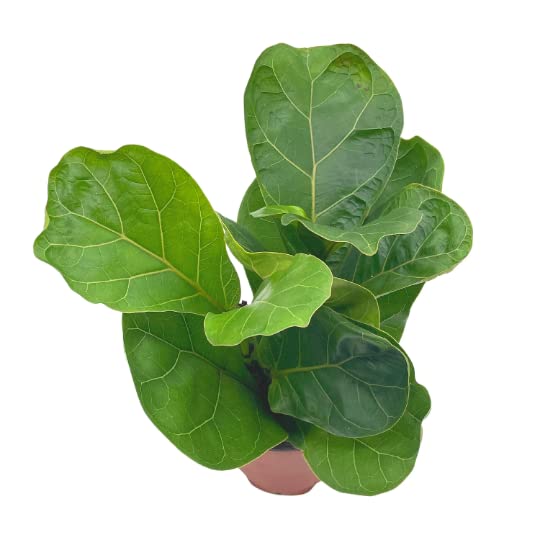 Ficus lyrata Bambino, 4 inch, Dwarf Fiddle Leaf Fig Tree