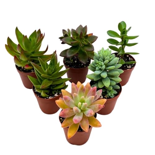 BubbleBlooms Succulent Assortment 2 inch Set of 6, echeveria, kalanchoe and More Variety