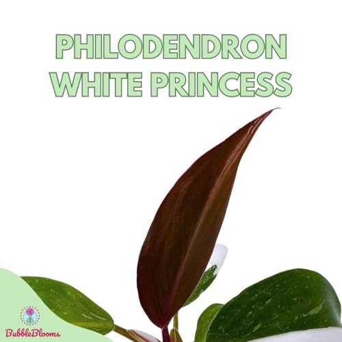 BubbleBlooms Philodendron White Princess, Philodendron Erubescens Hybrid in 2 inch Pot