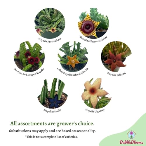 BubbleBlooms Huernia Stapelia Assortment 3 Different stapelias in 4 inch pots Grower's Choice May Include Lifesaver, Red Dragon, Black Bells
