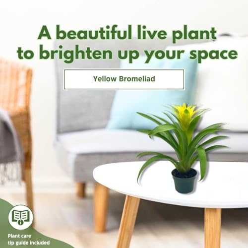 BubbleBlooms Yellow Bromeliad in a 4 inch Pot Nidularium billbergioides