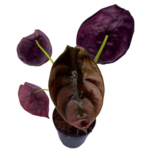 BubbleBlooms Alocasia Red Secret, Elephant Ear in 2 inch Pot