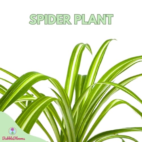 BubbleBlooms Spider Plant in a 4 inch Pot Chlorophytum comosum