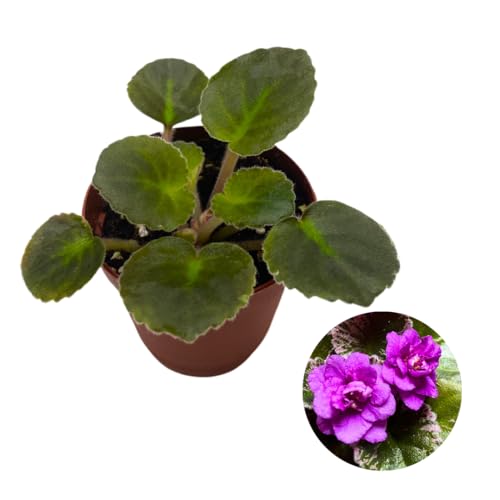 Harmony Foliage Mini African Violet Harmony's Golden Dawn, 2 inch Purple Flower