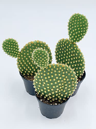 BubbleBlooms Bunny Ear Prickly Pear Cactus in a 4 inch Pot Yellow Opuntia Microsdasys