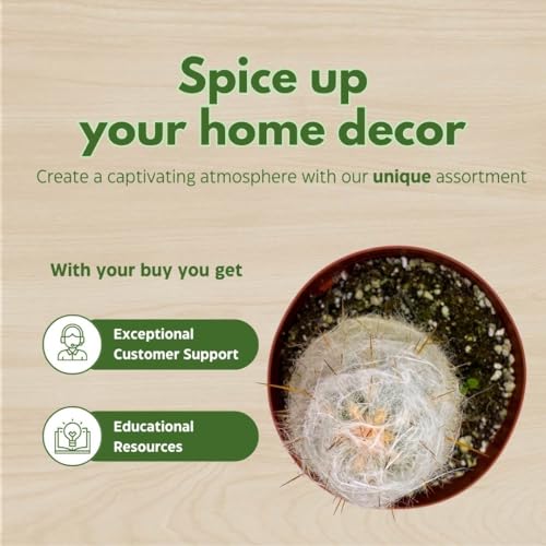 BubbleBlooms Silver Torch Cactus 6 inch