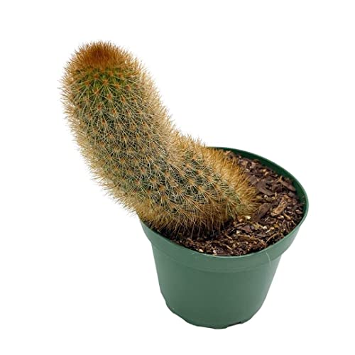 BubbleBlooms Echinopsis Tarijensis Texas Rainbow Cactus in a 4 inch Pot