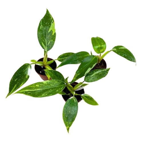 BubbleBlooms Philodendron White Princess, 2 inch Set of 3, Variegated Philo Tiny Mini Pixie Plants