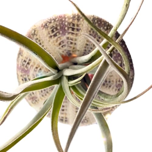 BubbleBlooms Small Tillandsia Jellyfish, Cute Hanging air Plant with Seashell