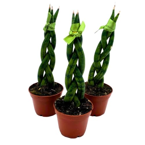 BubbleBlooms Braided Snake Plant 2 inch Set of 3 Sansevieria Dragon Fingers cylindrica Tiny Mini Pixie Plants