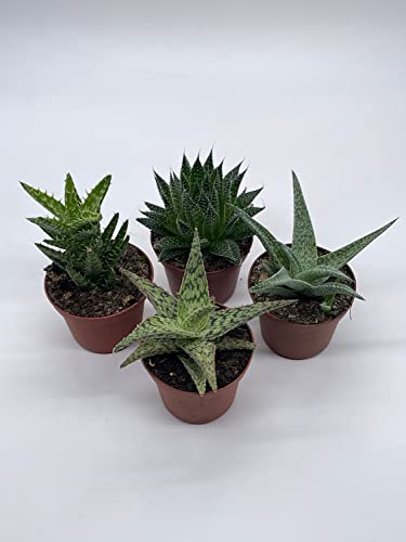 BubbleBlooms Aloe Variety Assortment, 3 inch pots, 4 Different Aloe Succulents