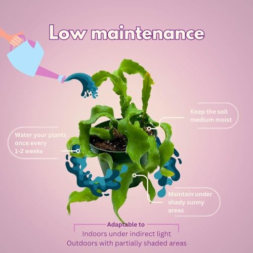 BubbleBlooms Curly Sue in 4 inch Pot Epiphyllium guatemalensis mostrouse Curly Locks Orchid Cactus with Pink Flower