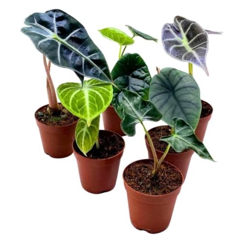 BubbleBlooms Rare Alocasia Assortment, 2 inch Set of 6, Jewel, Jacklyn, Cuprea Pixie Plants