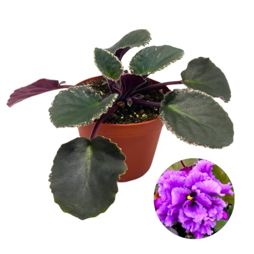 Harmony Foliage African Violet Wrangler's Winter Hawk Variegated 4 inch Purple Flower