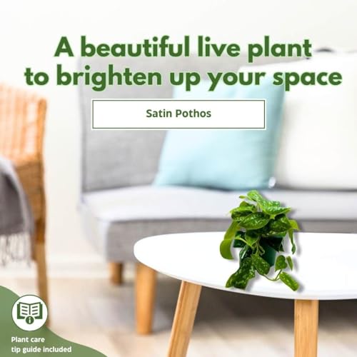 BubbleBlooms Satin Pothos in a 4 inch Pot, Silver Vine, Silk Pothos Silver Philodendron