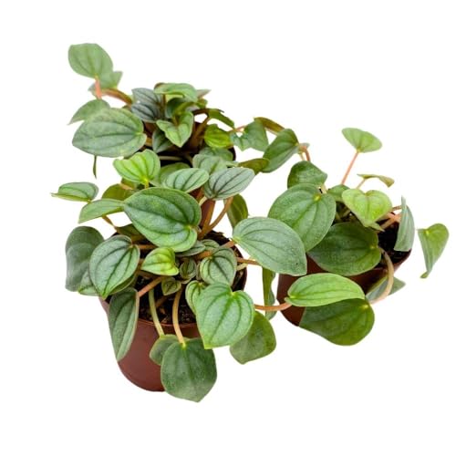 BubbleBlooms Peperomia Frost, 2 inch Set of 3, Ripple Caperata Tiny Mini Pixie Plants