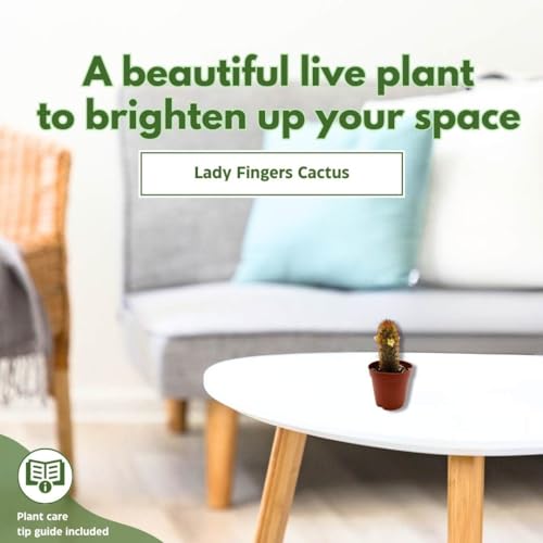 BubbleBlooms Copper King, 2 inch Set of 3, Lady Fingers Mammillaria elongata Tiny Mini Pixie Plants