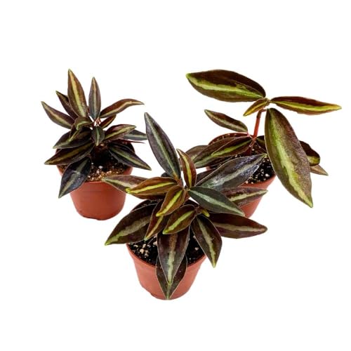 BubbleBlooms Peperomia Metallica, 2 inch Set of 3, Repii Tiny Mini Pixie Plants