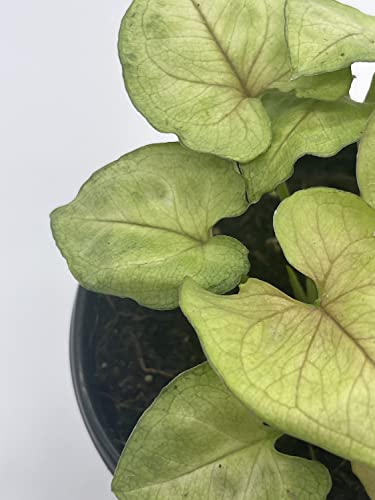 BubbleBlooms Syngonium Cream Podophyllum in a 4 inch Pot