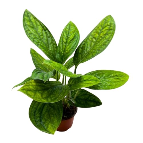 BubbleBlooms Monstera Peru in a 4 inch Pot Monstera Karstenianum