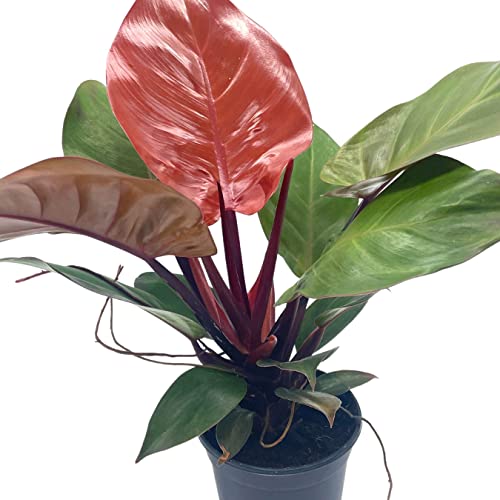 BubbleBlooms Philodendron McColley's Finale, 4 inch Bright Red Philo