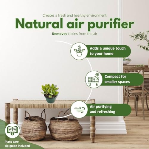 BubbleBlooms Kalanchoe millotii in a 4 inch Pot Millot Kalanchoe, Green Fuzzy Furry Leaves Succulent