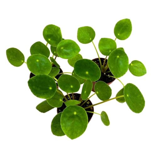 BubbleBlooms Chinese Money Plant Pilea peperomioides, 2 inch Set of 3, Tiny Mini Pixie Plant