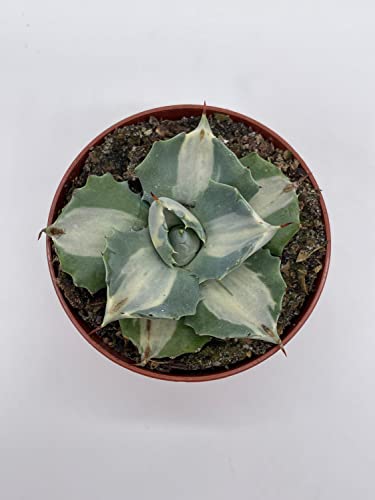 BubbleBlooms Agave Potatorum, 3 inch, Variegated Rare Agave Aloe Cactus