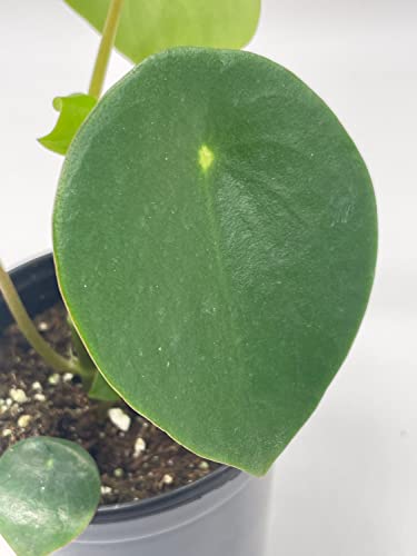 BubbleBlooms Peperomia Polybotrya in a 4 inch Pot Raindrop Tear Drop Pilea Pixie