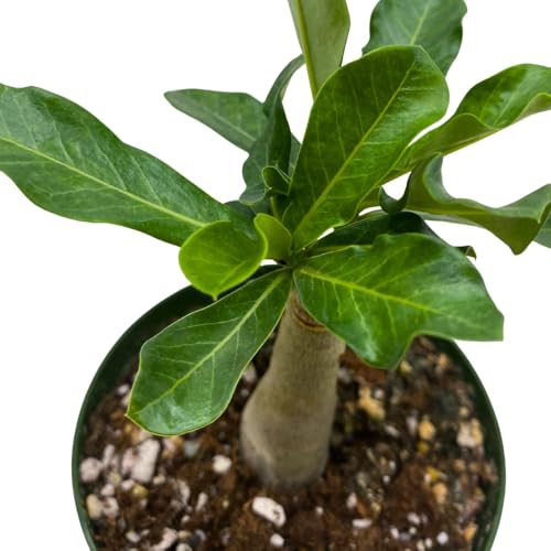 BubbleBlooms Desert Rose Wasabi in a 4 inch Pot Extremely Rare Flower