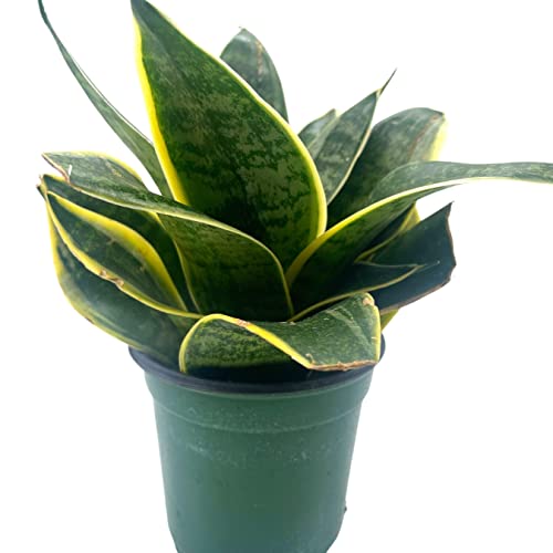 BubbleBlooms Black Gold Snakeplant in a 4 inch Pot Green and Yellow Snake Plant, Variegated Sansevieria trifasciata