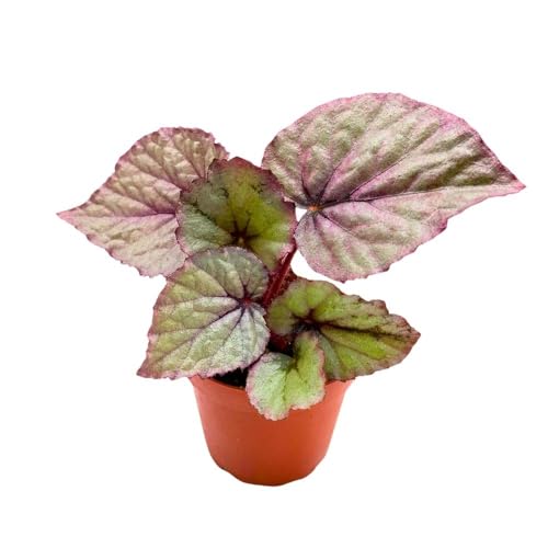 Harmony Foliage Begonia Oteka Rhizomatous in a 4 inch Pot White Rhizo with Light Pink Band