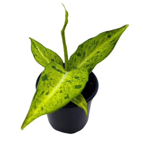 BubbleBlooms Dieffenbachia Camouflage in a 4 inch Pot Variegated Dumb Cane