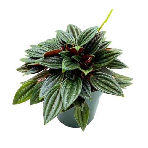 BubbleBlooms Peperomia Rosso in a 4 inch Pot Radiator Plant Caperata