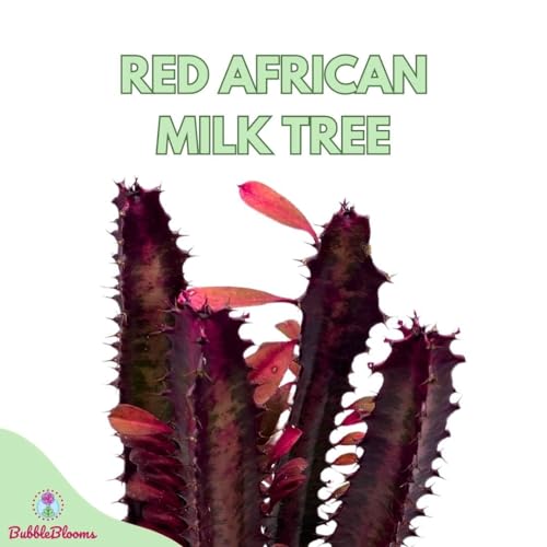 BubbleBlooms Red African Milk Tree in a 6 inch Pot Euphorbia Trigona, All red