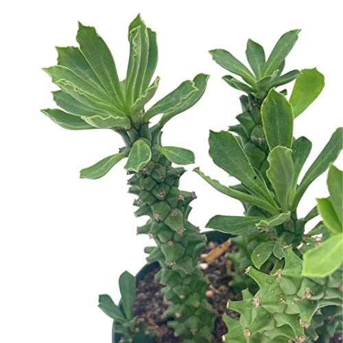 BubbleBlooms Euphorbia Ritchiei, in a 4 inch Pot