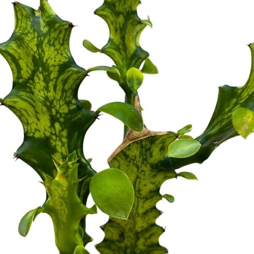 BubbleBlooms Variegated African Milk Tree in a 4 inch Pot Tricolor Green and White Euphorbia Trigona