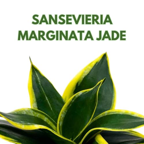 BubbleBlooms Sansevieria Marginata Jade in a 4 inch Pot